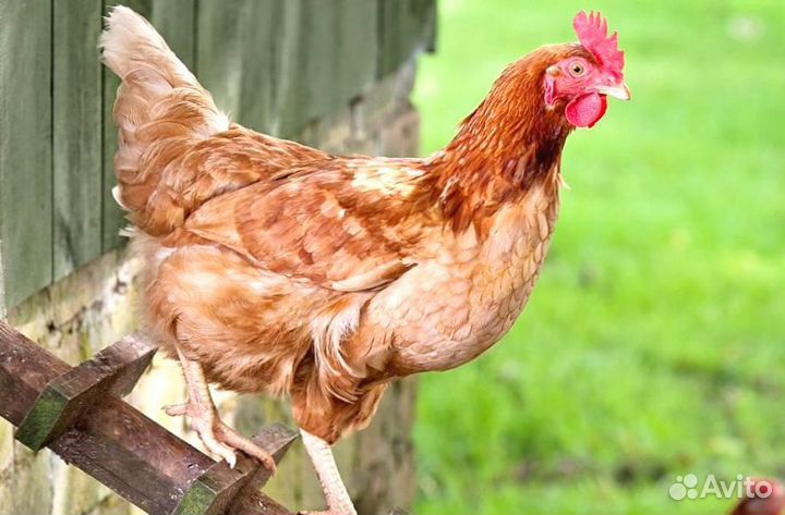 Куры Несушки, Бесплатная доставка