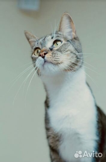 Кот Сем в поиске идеального дома