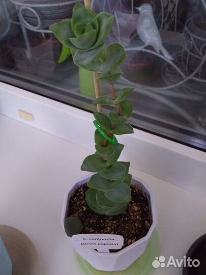 Суккулент Толстянка Крассула Crassula микс