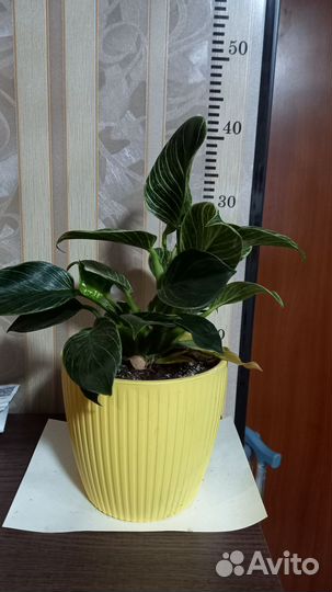 Филодендрон биркин