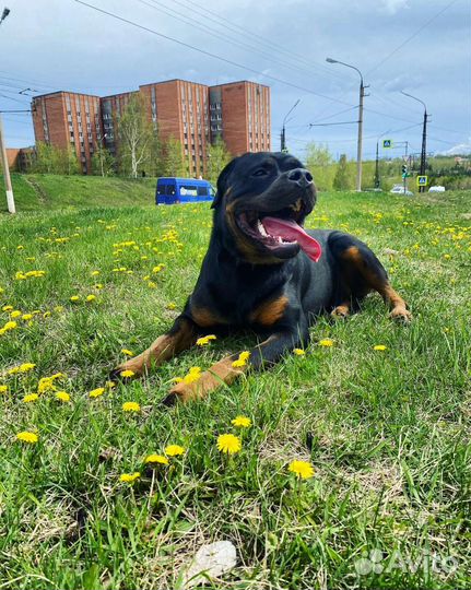 Отдам ротвейлера