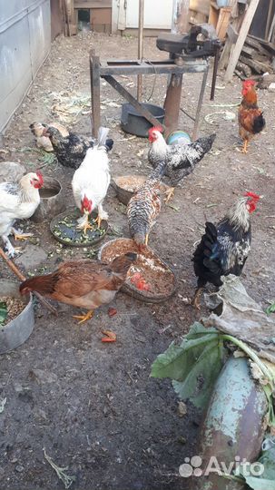 Молодые Петушки