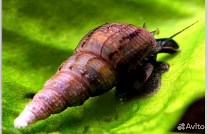 Улитка Мелания