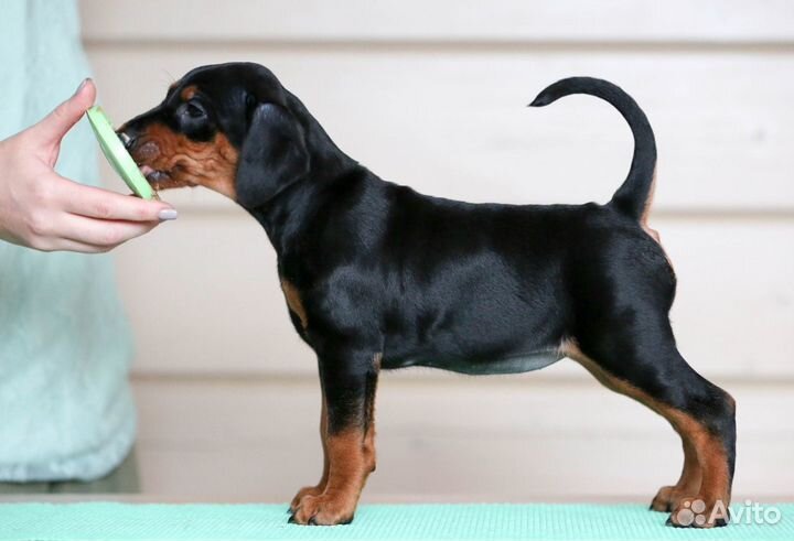 Щенки немецкого пинчера