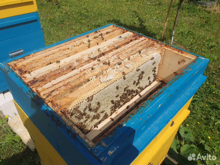 Пчёлы Ф1 с ульями + 2 магазина