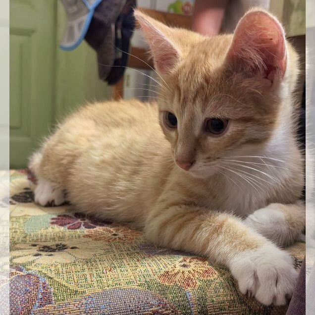 Котёнок в добрые руки