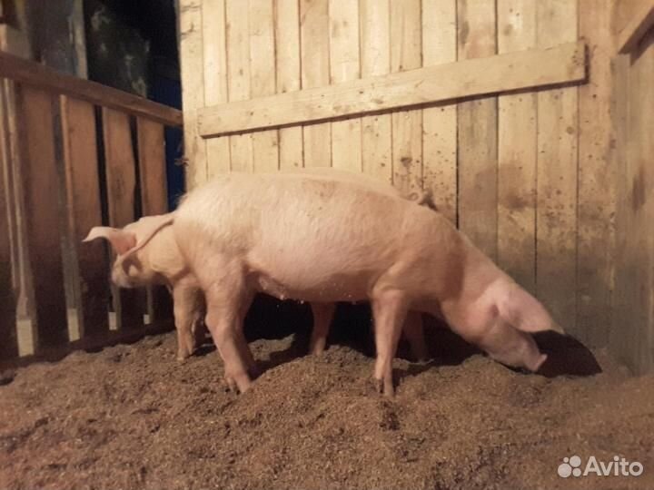 Мёд,баранина,свинина, копчености