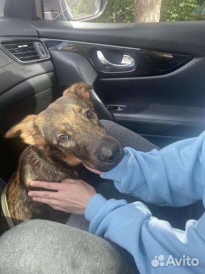 Кобель щенок на охрану