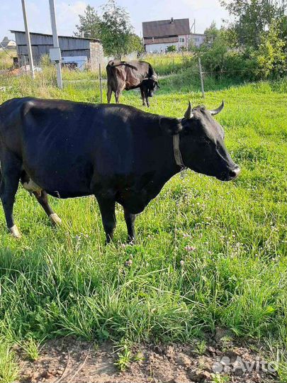 Корова высокоудойная