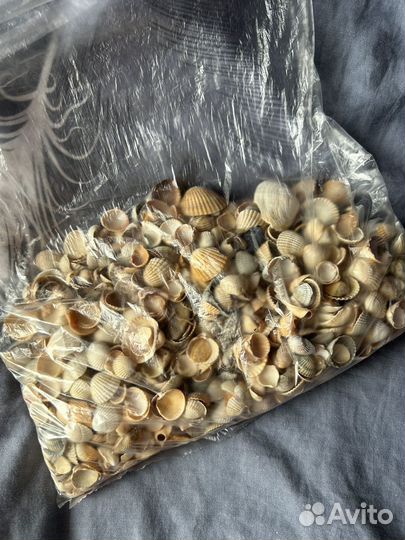 Морские ракушки