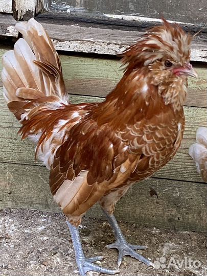 Инкубационное яйцо палуана И Петушки