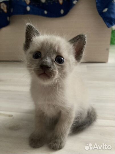 Тайские котята
