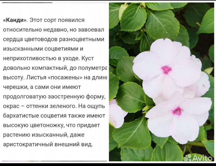 Бальзамины сортовые 11 шт. набором