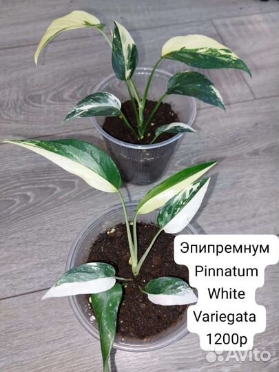 Комнатные растения