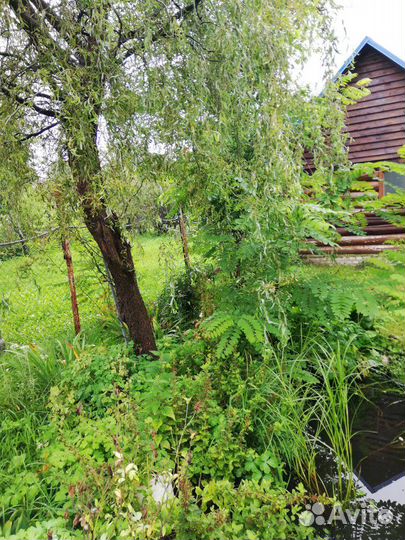 Ива извилистая свердловская