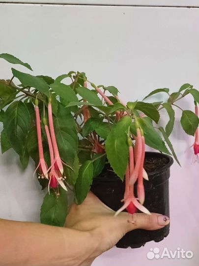 Фуксия pour le menneke