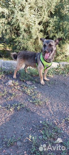 Коротколапик мальчик