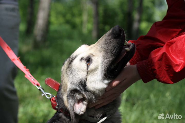 Молодая собачка Дженни ищет дом