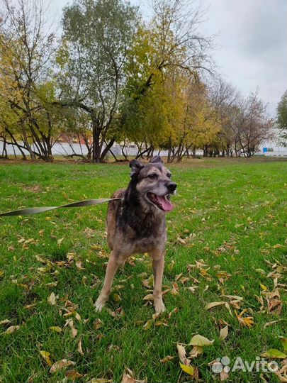Спасите собаку из приюта
