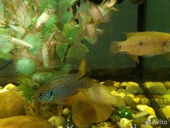 Хромес красавицы