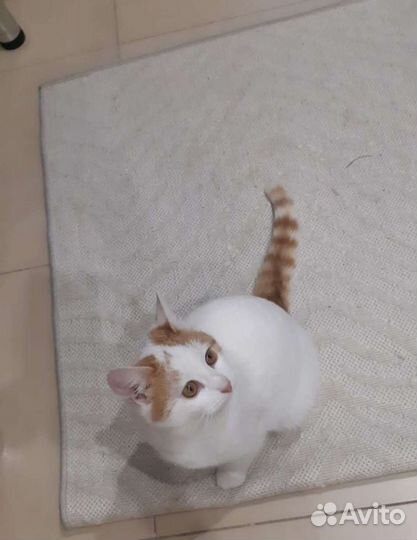 Котики