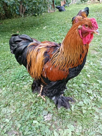 Петухи Брама на племя