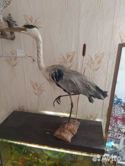 Чучело птицы