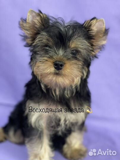 Девочка йорк мини