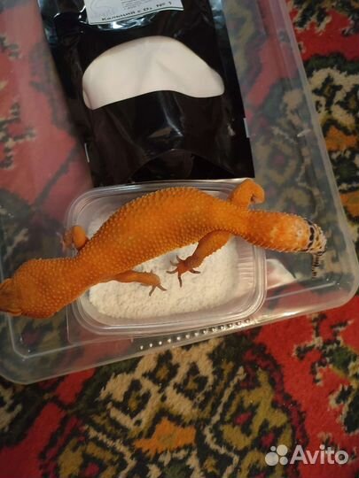 Прикормка для рептилий