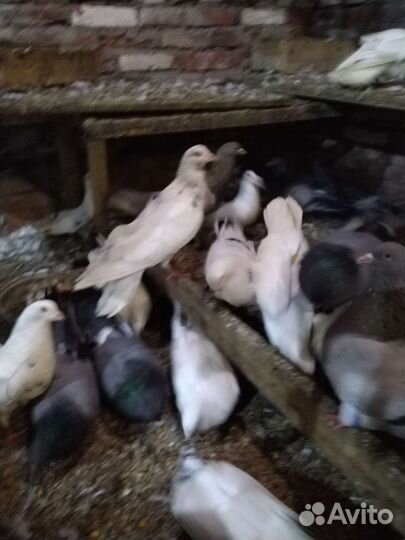 Римский великан. Польская рысь и др