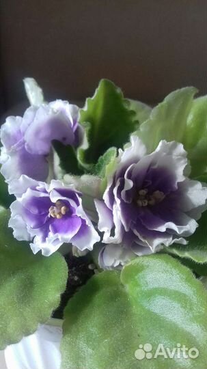 Фиалки разные цветущие Лист укорен. с детками