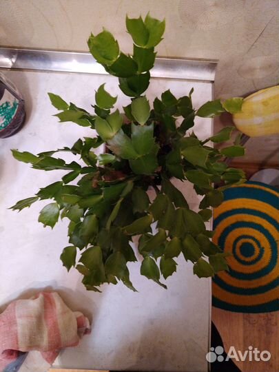 Декабрист шлюмбергера