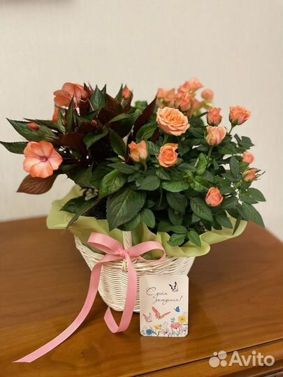 Композиции (букеты) из горшечных растений