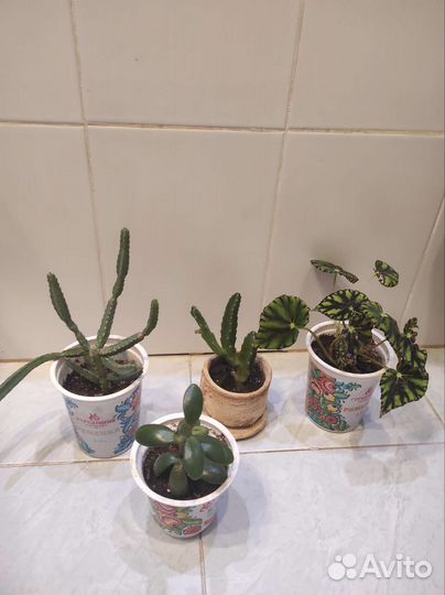 Суккулент, стапелия, бегония, молочай