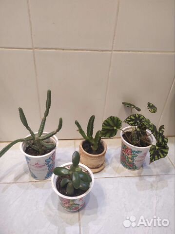 Суккулент, стапелия, бегония, молочай