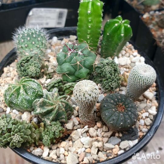 Композиции. Подарочный набор кактусов. Суккуленты