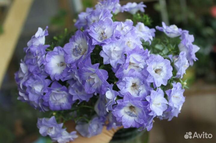 Невеста, любовник