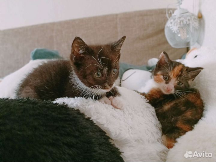 Кошки в добрые руки