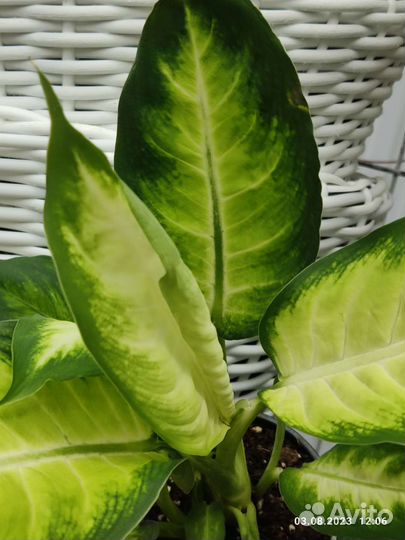 Диффенбахия Бертина