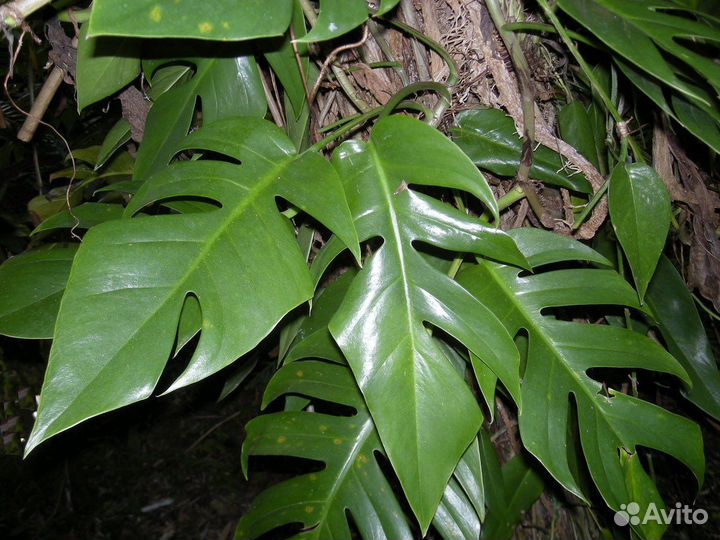 Эпипремнумы разные сорта