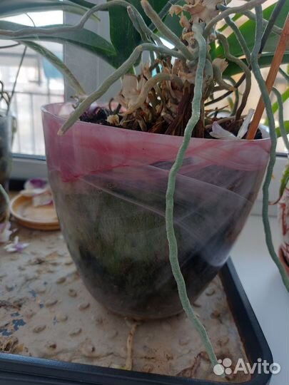 Орхидея фаленопсис