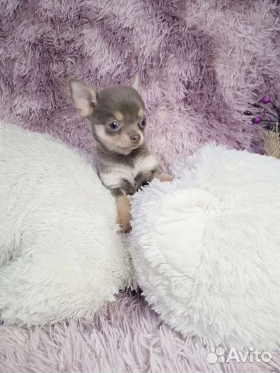 Лиловая девочка