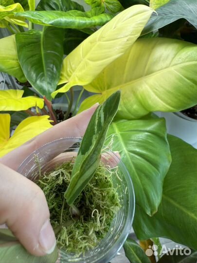 Филодендрон карамель марбл