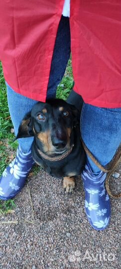 Такса бесплатно