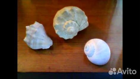 Морские ракушки