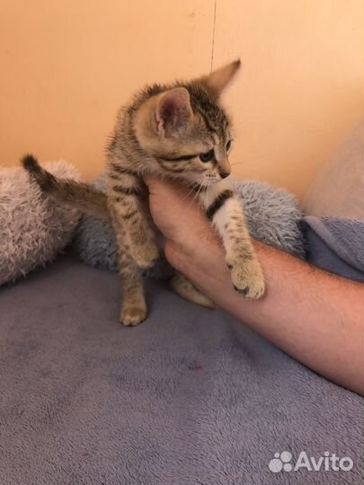 Котенок мальчик бенгал 2 мес. с доставкой