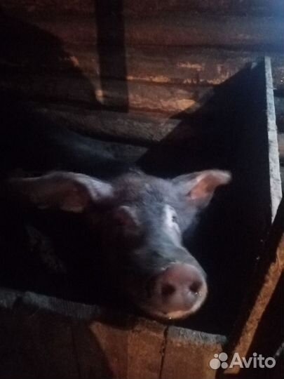 Кабан дюрок