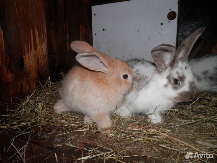 Кролики,мясо кролика,куриное яйцо