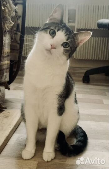 Молодой кот в дом