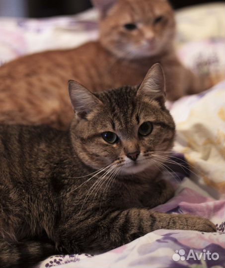 Котик был найден в канун рождества